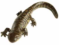 salamander image 2