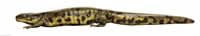 salamander image 1
